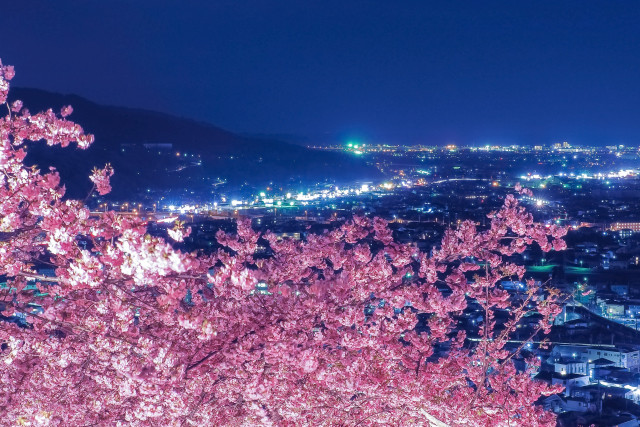 松田町「蒼の桜空」